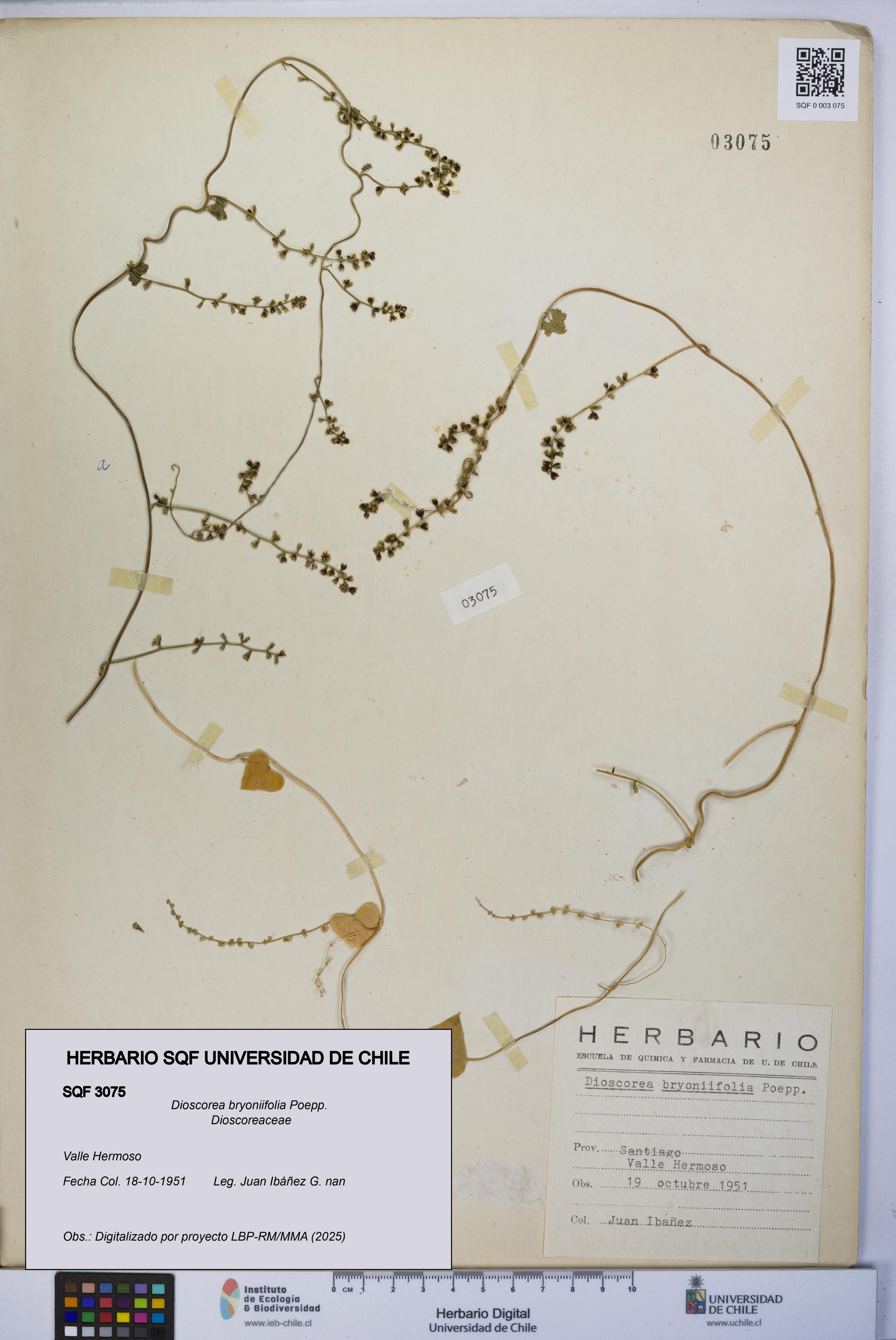 Dioscorea bryoniifolia [Espécimen: UCH:SQF:0003075]