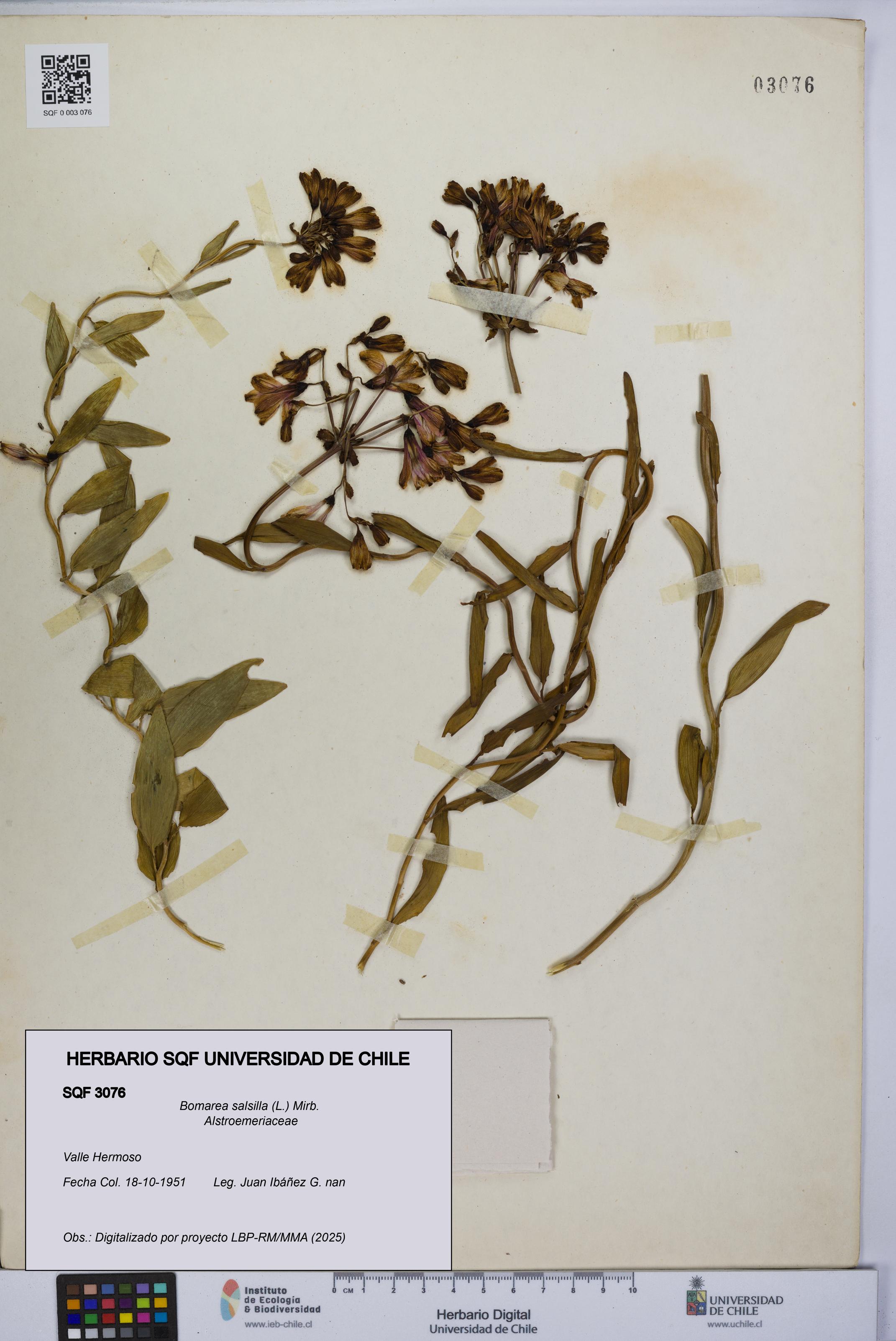 Bomarea salsilla [Espécimen: UCH:SQF:0003076]