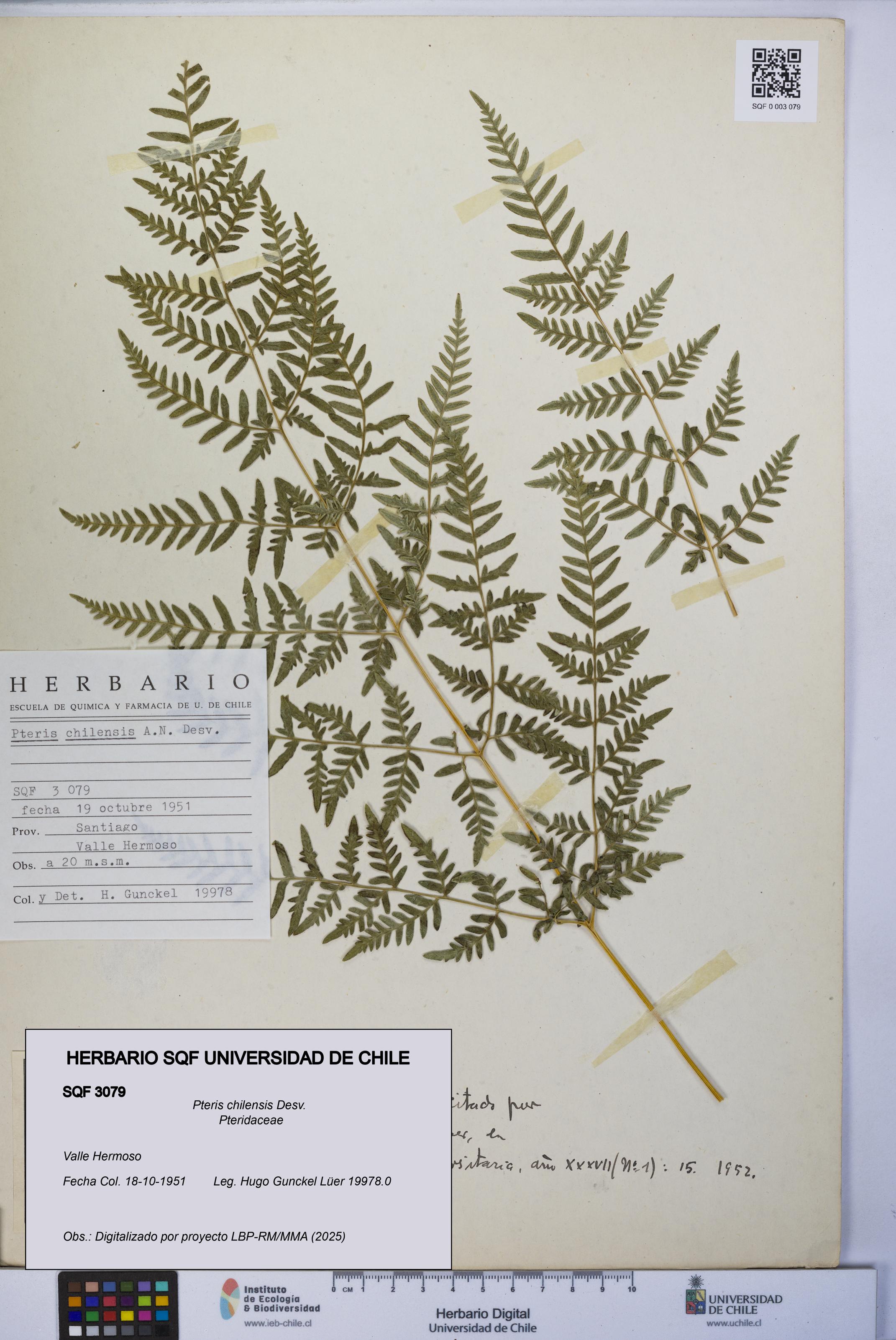 Pteris chilensis [Espécimen: UCH:SQF:0003079]