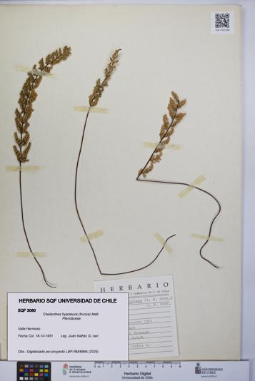 Cheilanthes hypoleuca [Espécimen: UCH:SQF:0003080]