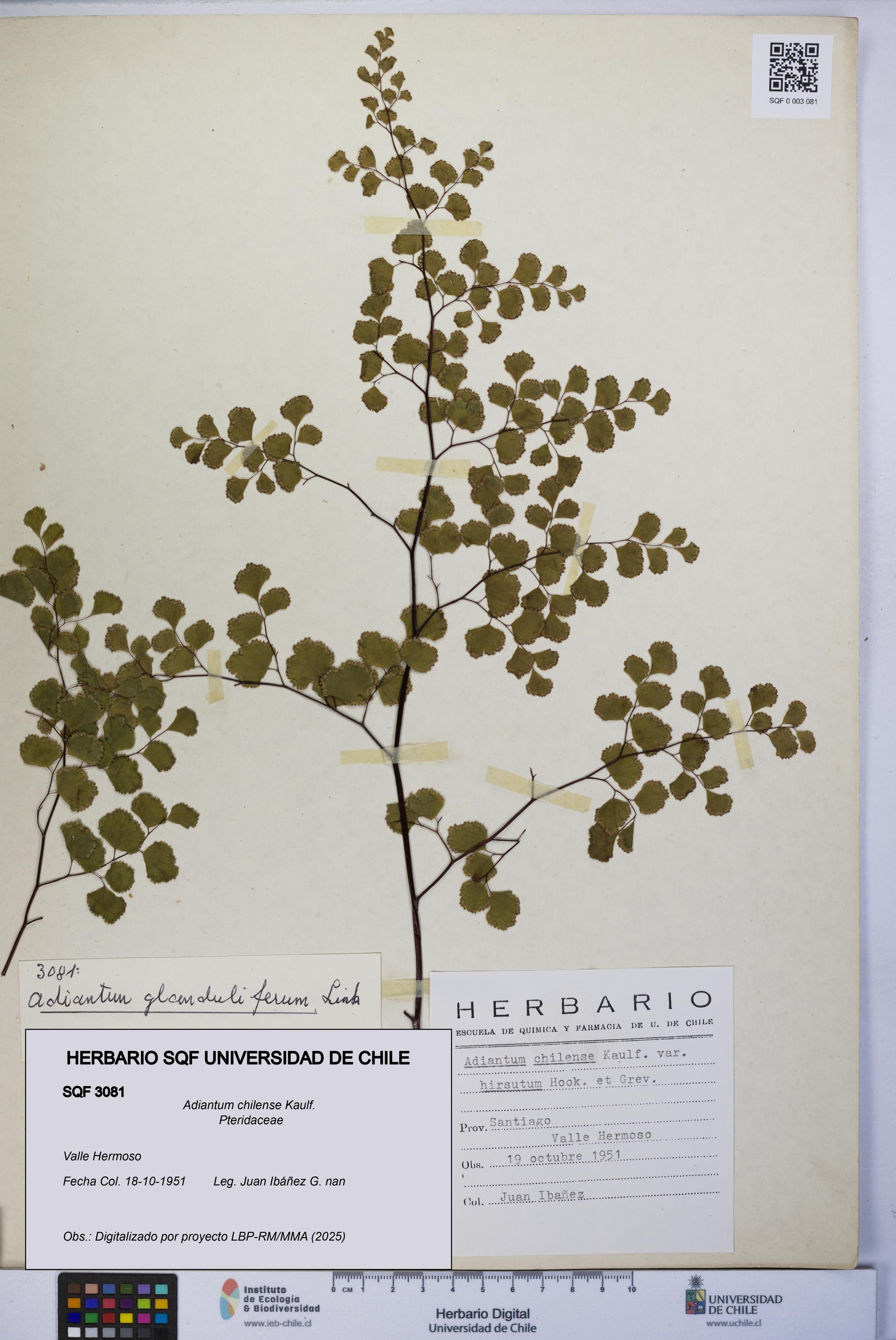 Adiantum chilense [Espécimen: UCH:SQF:0003081]