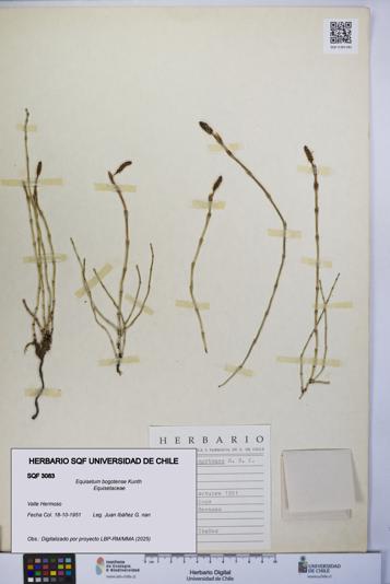 Equisetum bogotense [Espécimen: UCH:SQF:0003083]