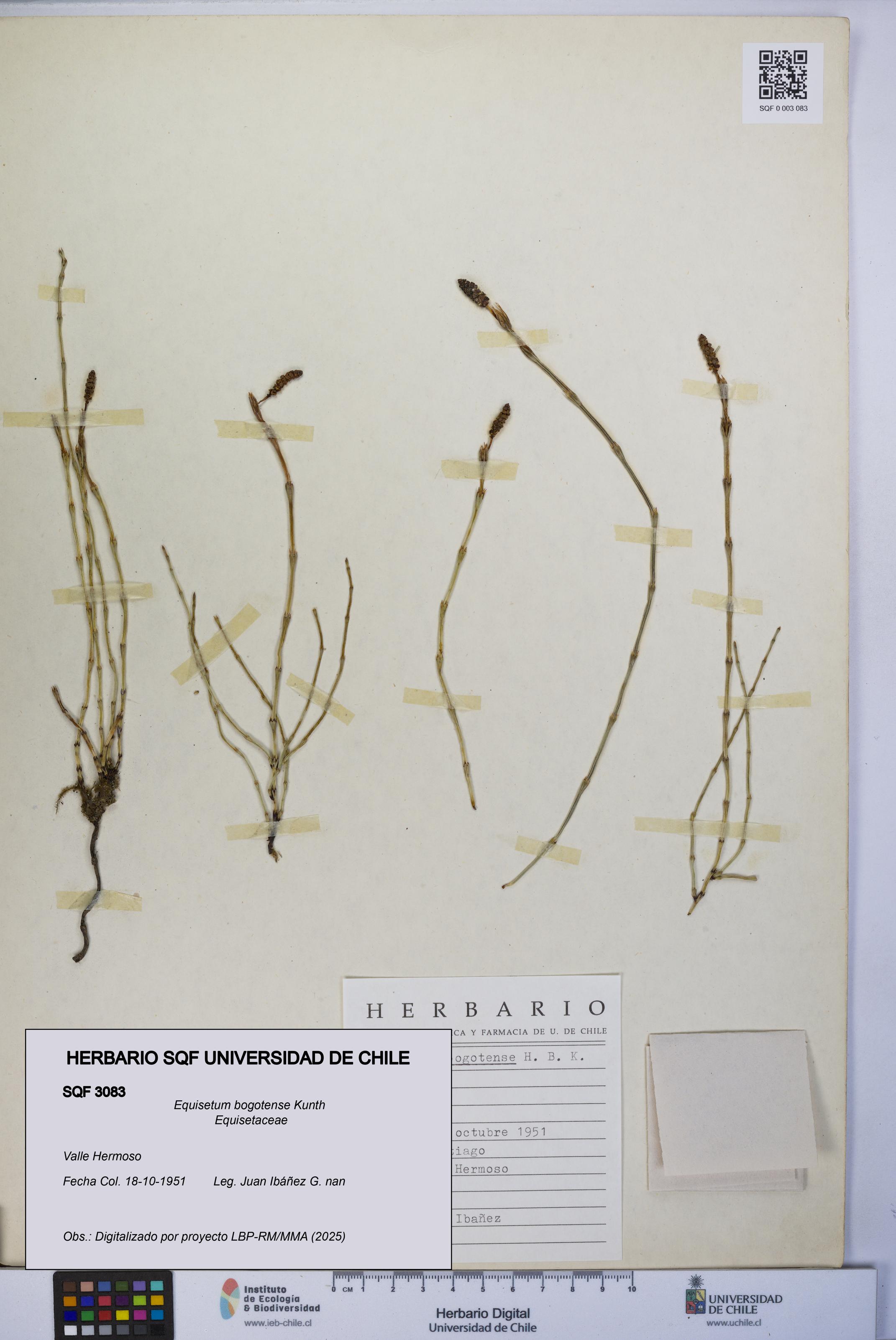 Equisetum bogotense [Espécimen: UCH:SQF:0003083]