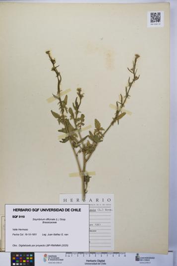 Sisymbrium officinale [Espécimen: UCH:SQF:0003110]