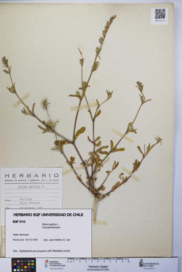 Silene gallica [Espécimen: UCH:SQF:0003112]