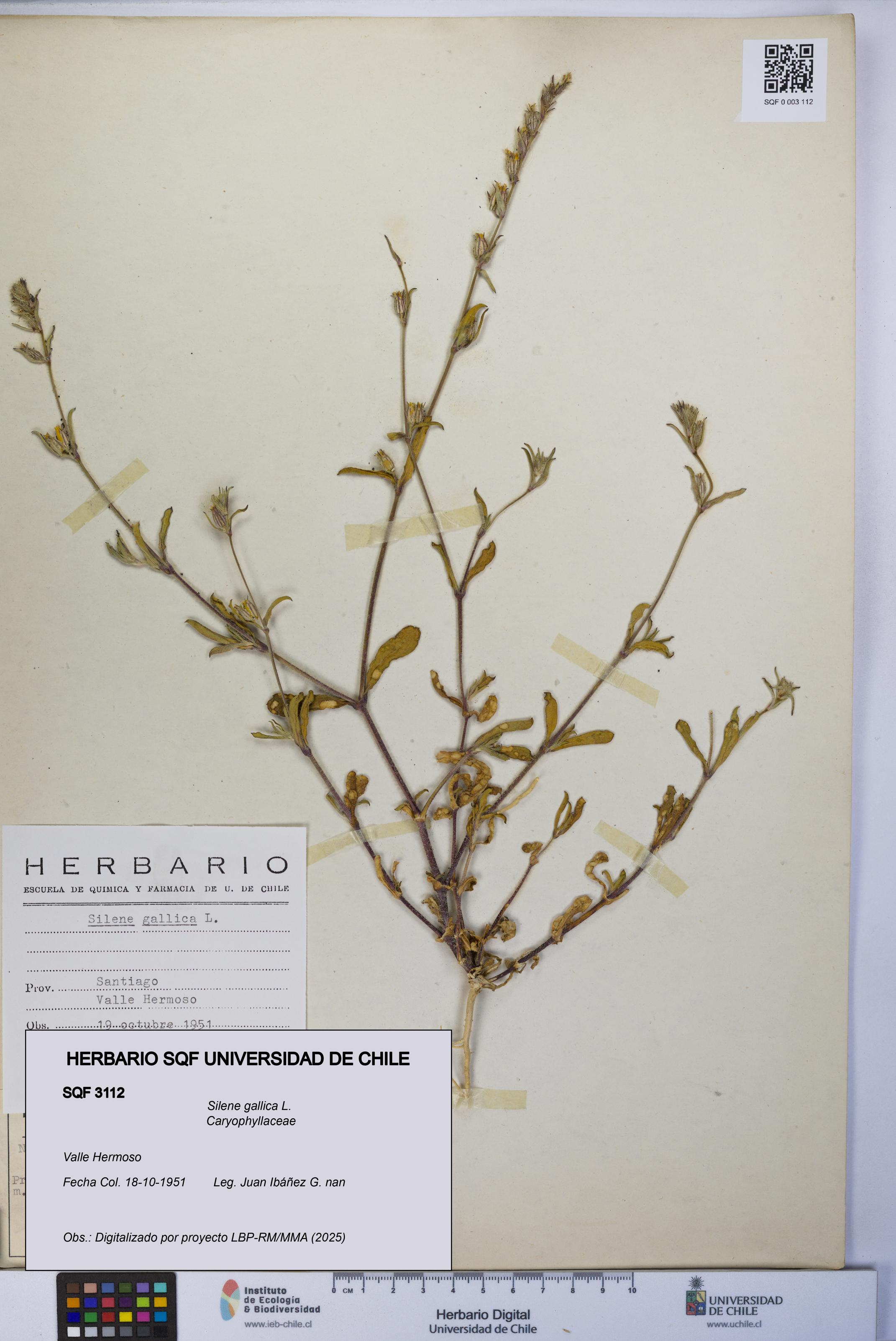 Silene gallica [Espécimen: UCH:SQF:0003112]