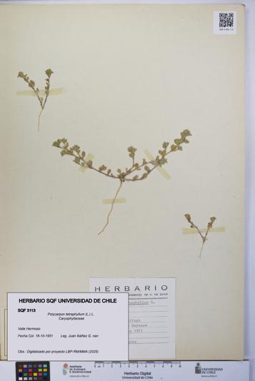 Polycarpon tetraphyllum [Espécimen: UCH:SQF:0003113]