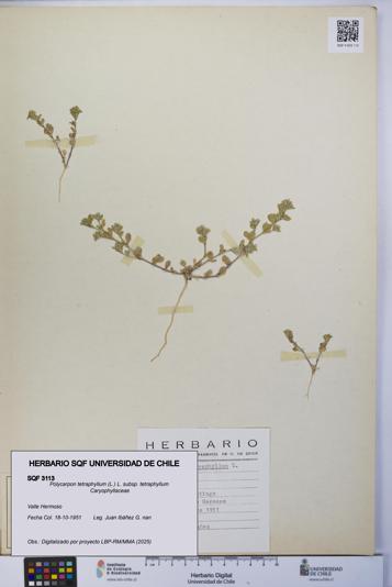 Polycarpon tetraphyllum subsp. tetraphyllum [Espécimen: ]
