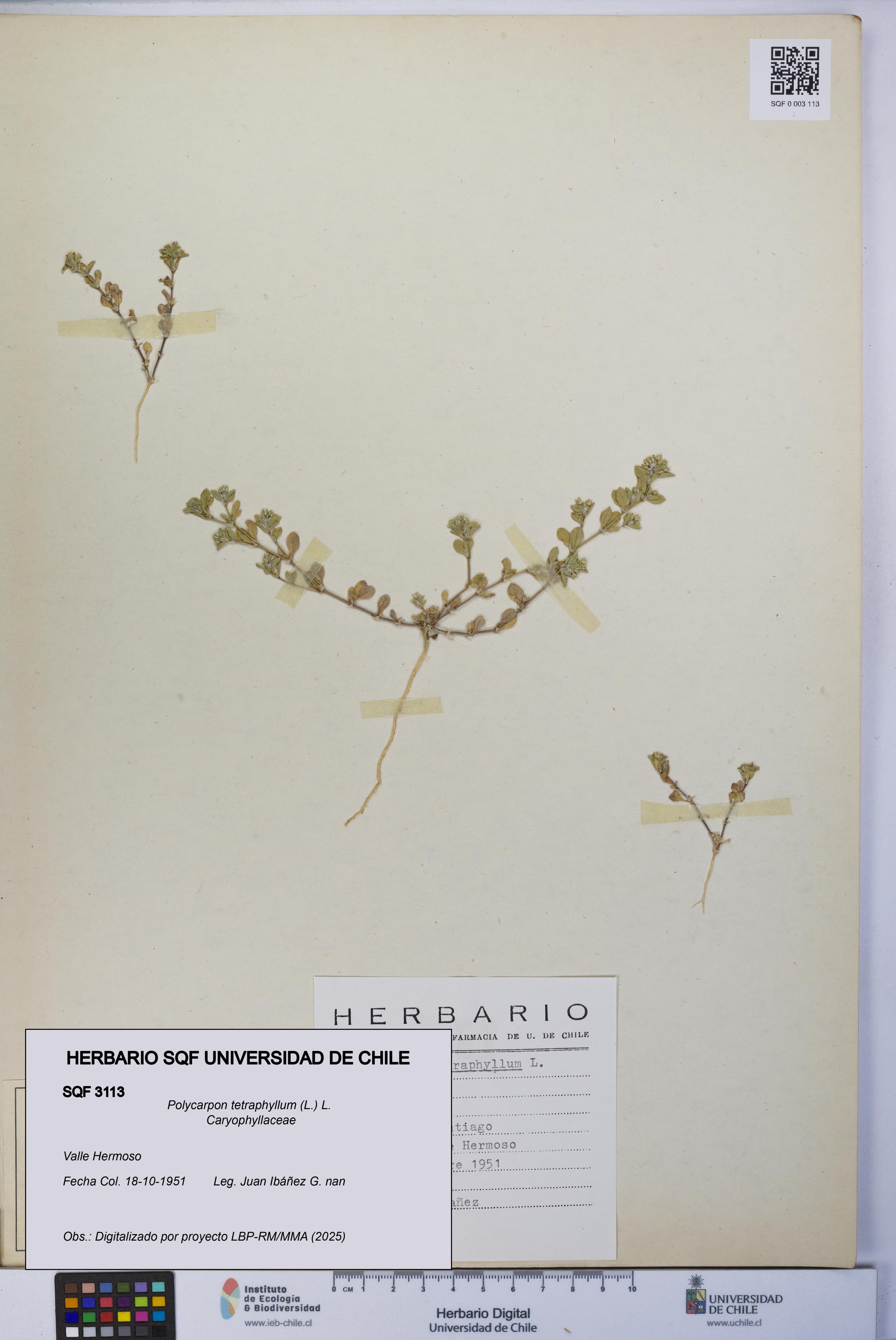 Polycarpon tetraphyllum [Espécimen: UCH:SQF:0003113]