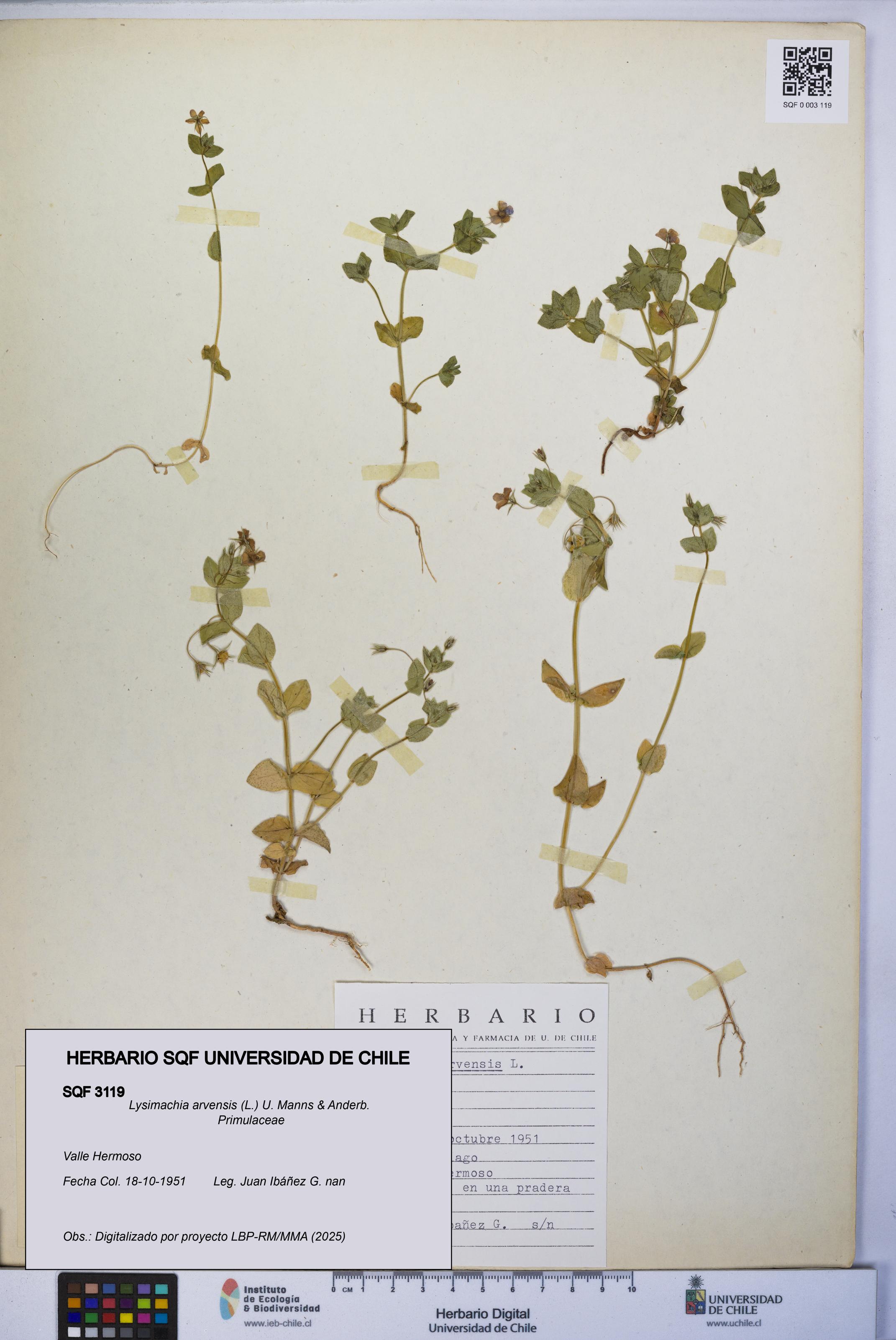 Lysimachia arvensis [Espécimen: UCH:SQF:0003119]