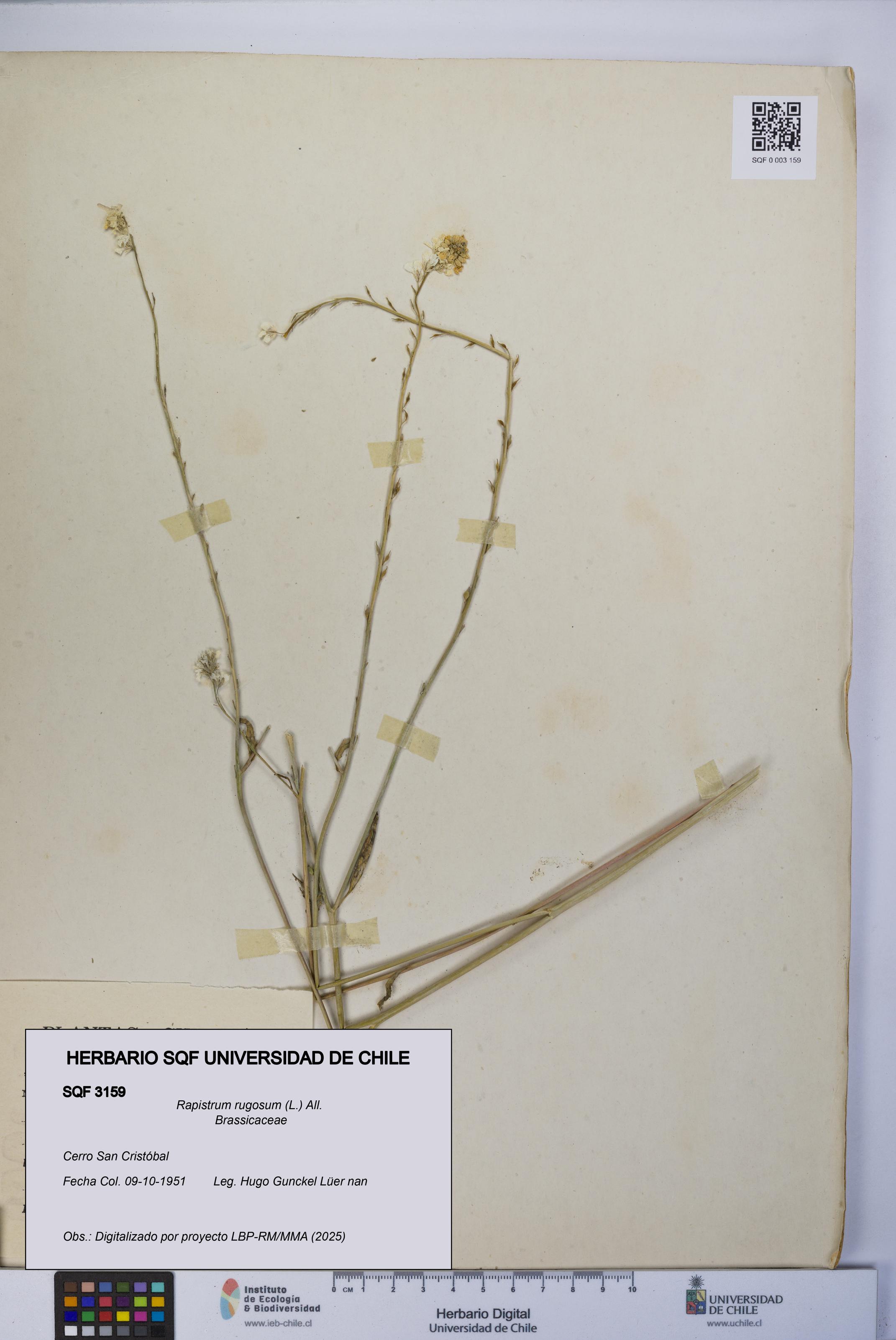 Rapistrum rugosum [Espécimen: UCH:SQF:0003159]