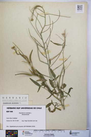 Sisymbrium orientale [Espécimen: UCH:SQF:0003160]