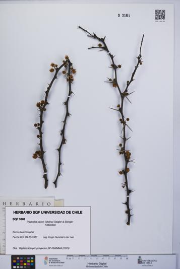 Vachellia caven [Espécimen: UCH:SQF:0003161]