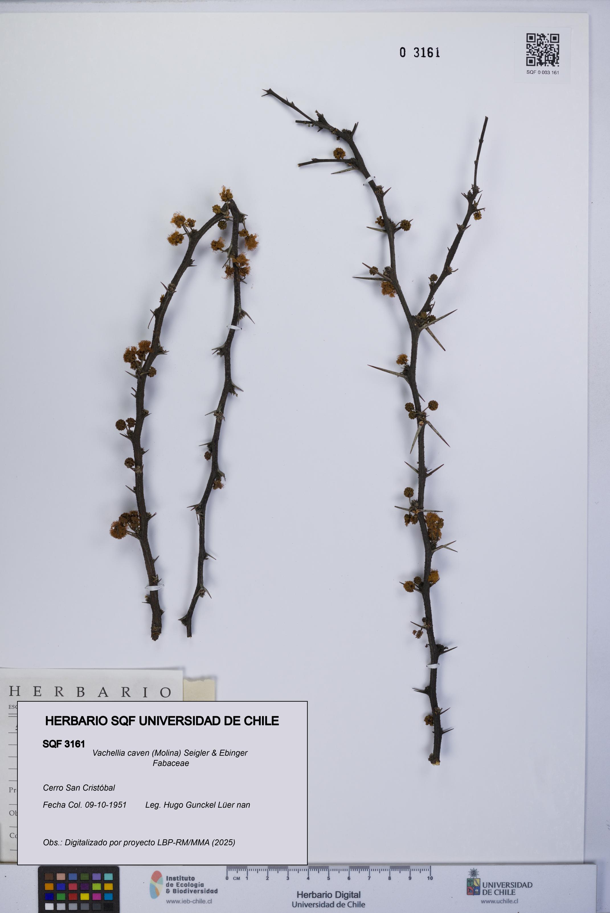 Vachellia caven [Espécimen: UCH:SQF:0003161]