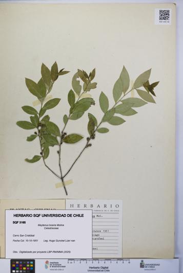 Maytenus boaria [Espécimen: UCH:SQF:0003165]