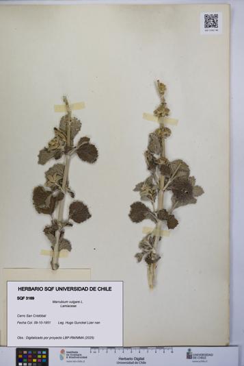Marrubium vulgare [Espécimen: UCH:SQF:0003169]