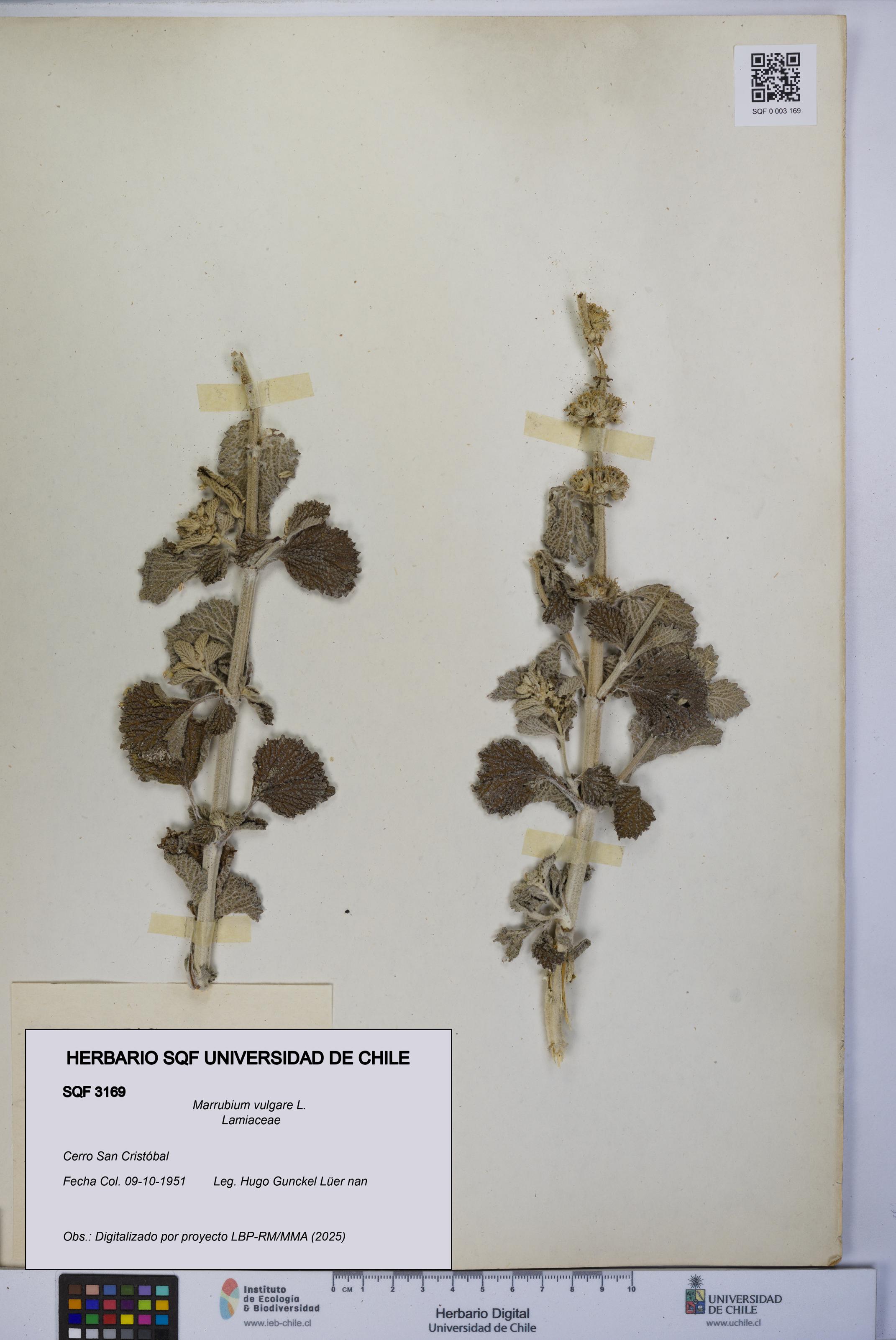 Marrubium vulgare [Espécimen: UCH:SQF:0003169]
