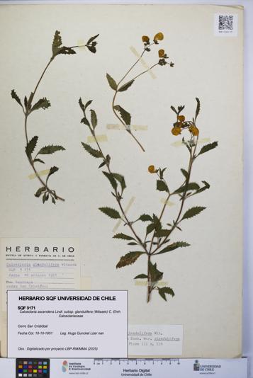 Calceolaria ascendens [Espécimen: UCH:SQF:0003171]
