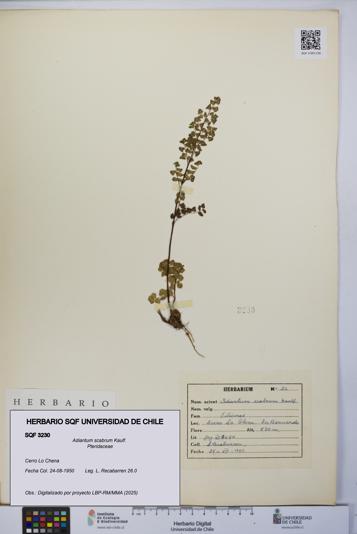 Adiantum scabrum [Espécimen: UCH:SQF:0003230]