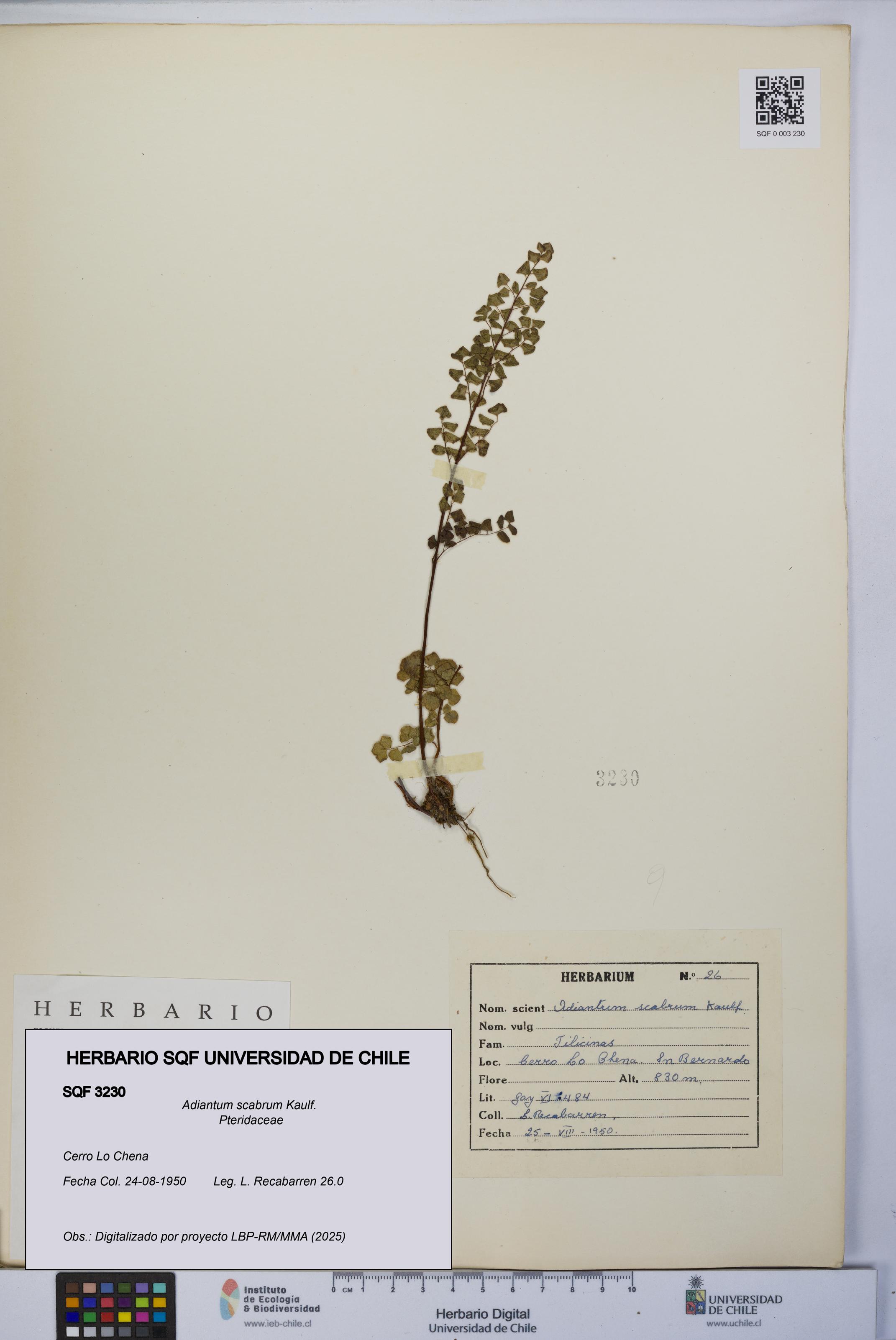 Adiantum scabrum [Espécimen: UCH:SQF:0003230]
