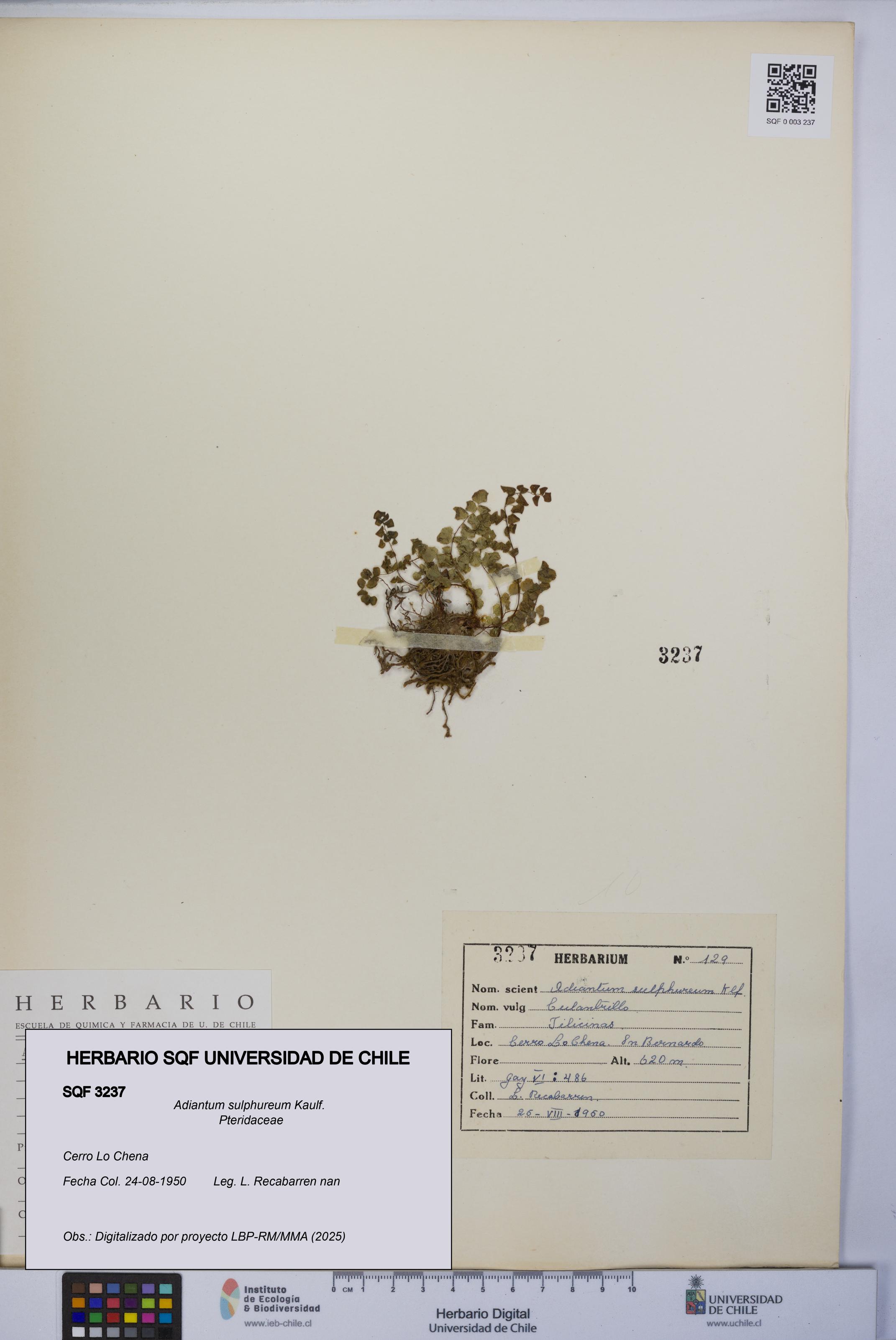 Adiantum sulphureum [Espécimen: UCH:SQF:0003237]