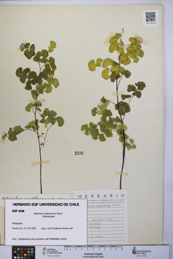 Adiantum sulphureum [Espécimen: UCH:SQF:0003238]