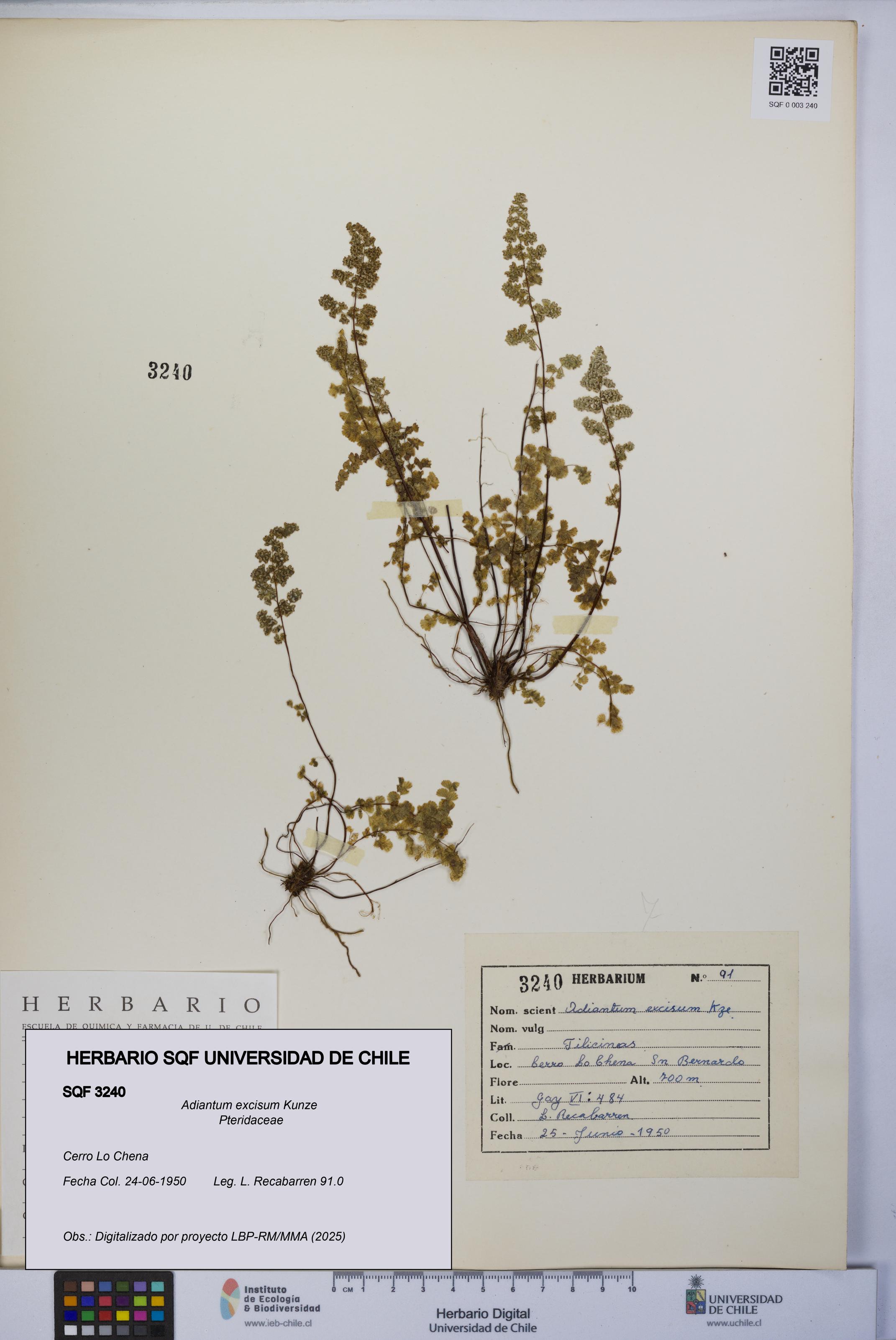 Adiantum excisum [Espécimen: UCH:SQF:0003240]
