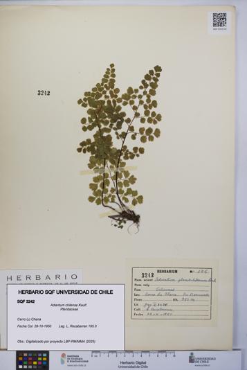 Adiantum chilense [Espécimen: UCH:SQF:0003242]