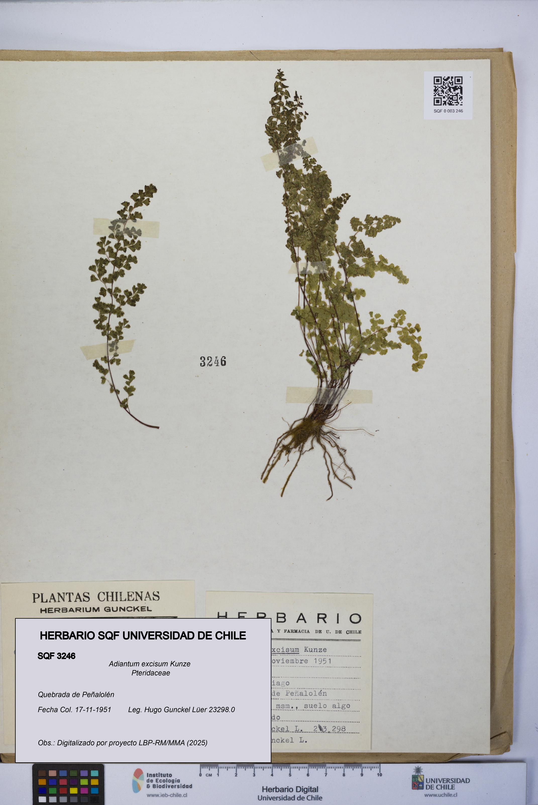 Adiantum excisum [Espécimen: UCH:SQF:0003246]