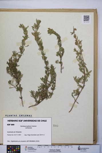 Gardoquia gilliesii [Espécimen: UCH:SQF:0003263]