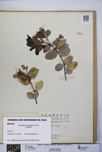 Cryptocarya alba [Espécimen: UCH:SQF:0003313]