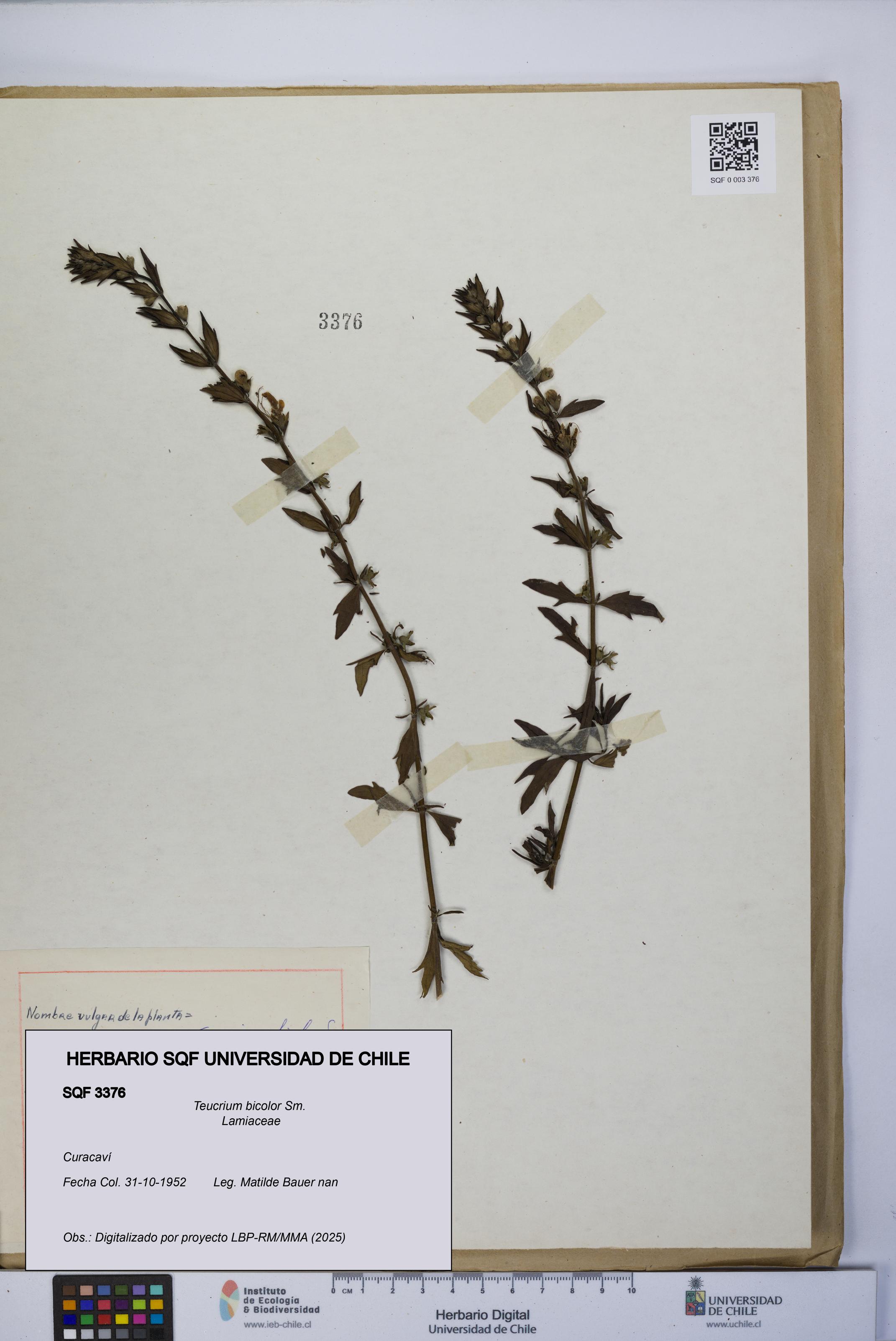 Teucrium bicolor [Espécimen: UCH:SQF:0003376]