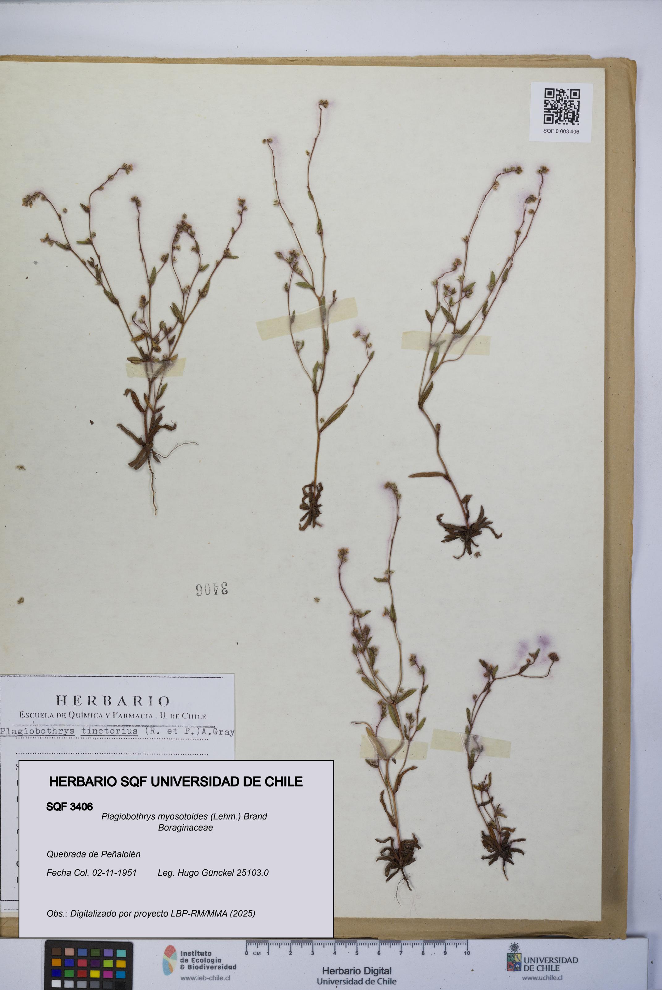 Plagiobothrys myosotoides [Espécimen: UCH:SQF:0003406]