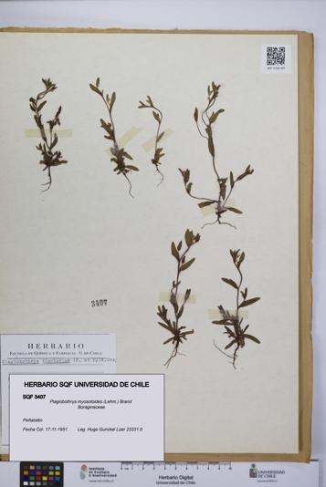 Plagiobothrys myosotoides [Espécimen: UCH:SQF:0003407]