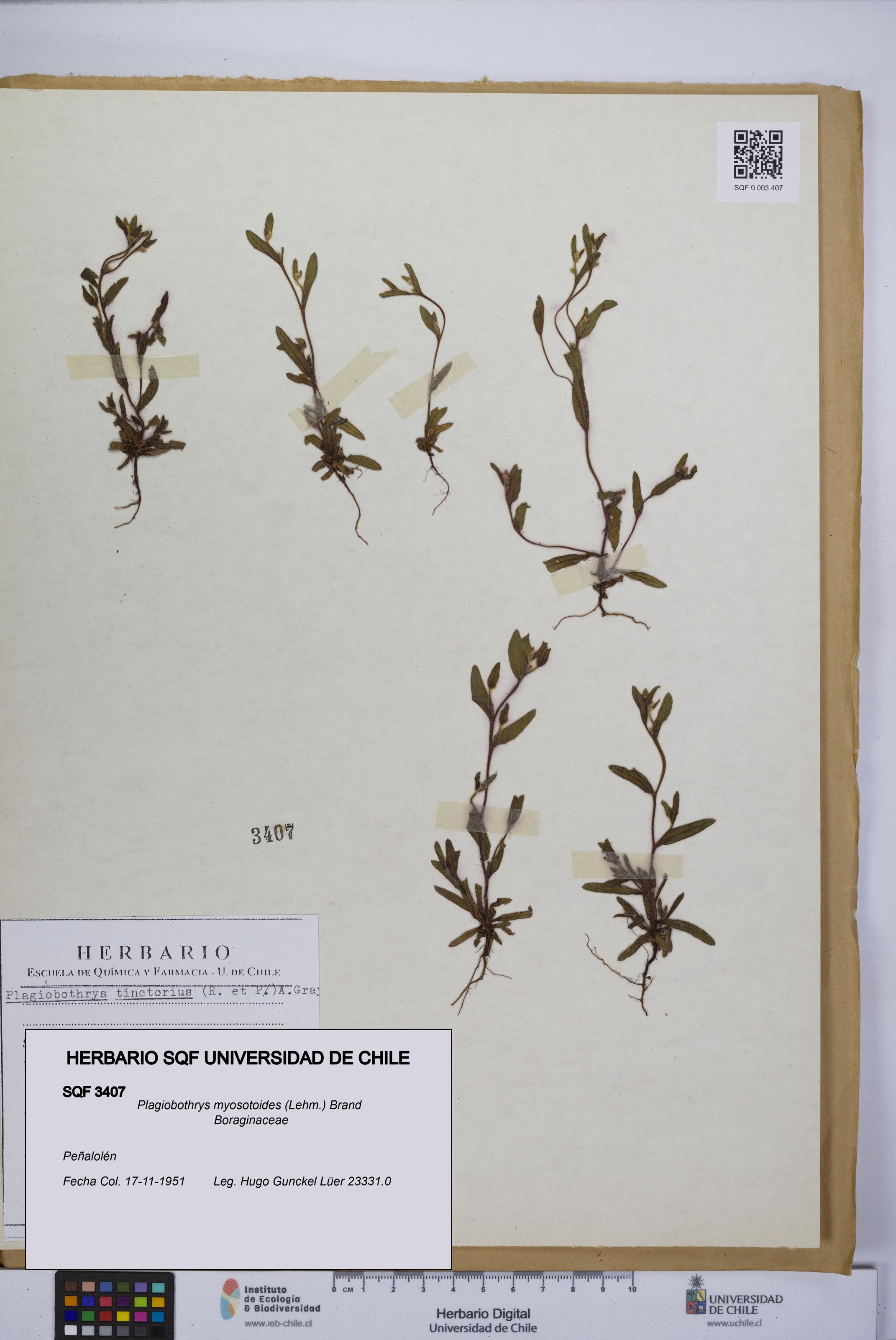 Plagiobothrys myosotoides [Espécimen: UCH:SQF:0003407]