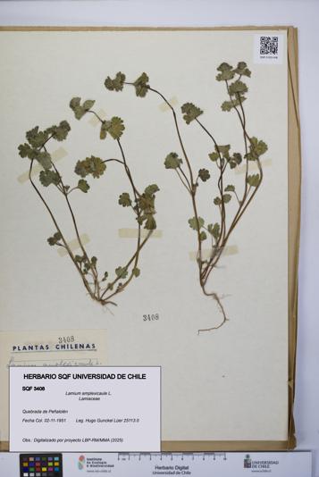 Lamium amplexicaule [Espécimen: UCH:SQF:0003408]
