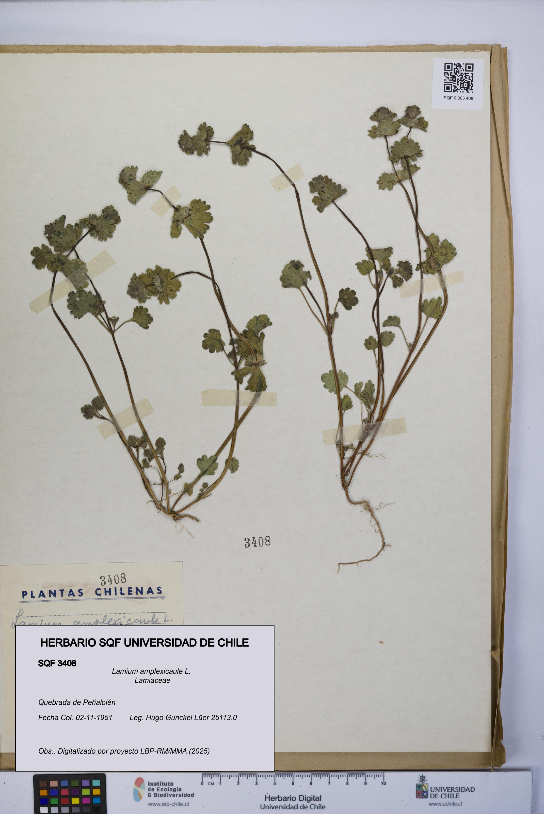Lamium amplexicaule [Espécimen: UCH:SQF:0003408]