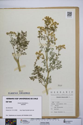 Conium maculatum [Espécimen: UCH:SQF:0003449]