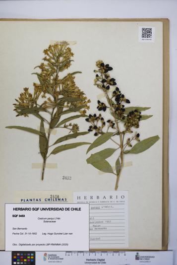 Cestrum parqui [Espécimen: UCH:SQF:0003453]
