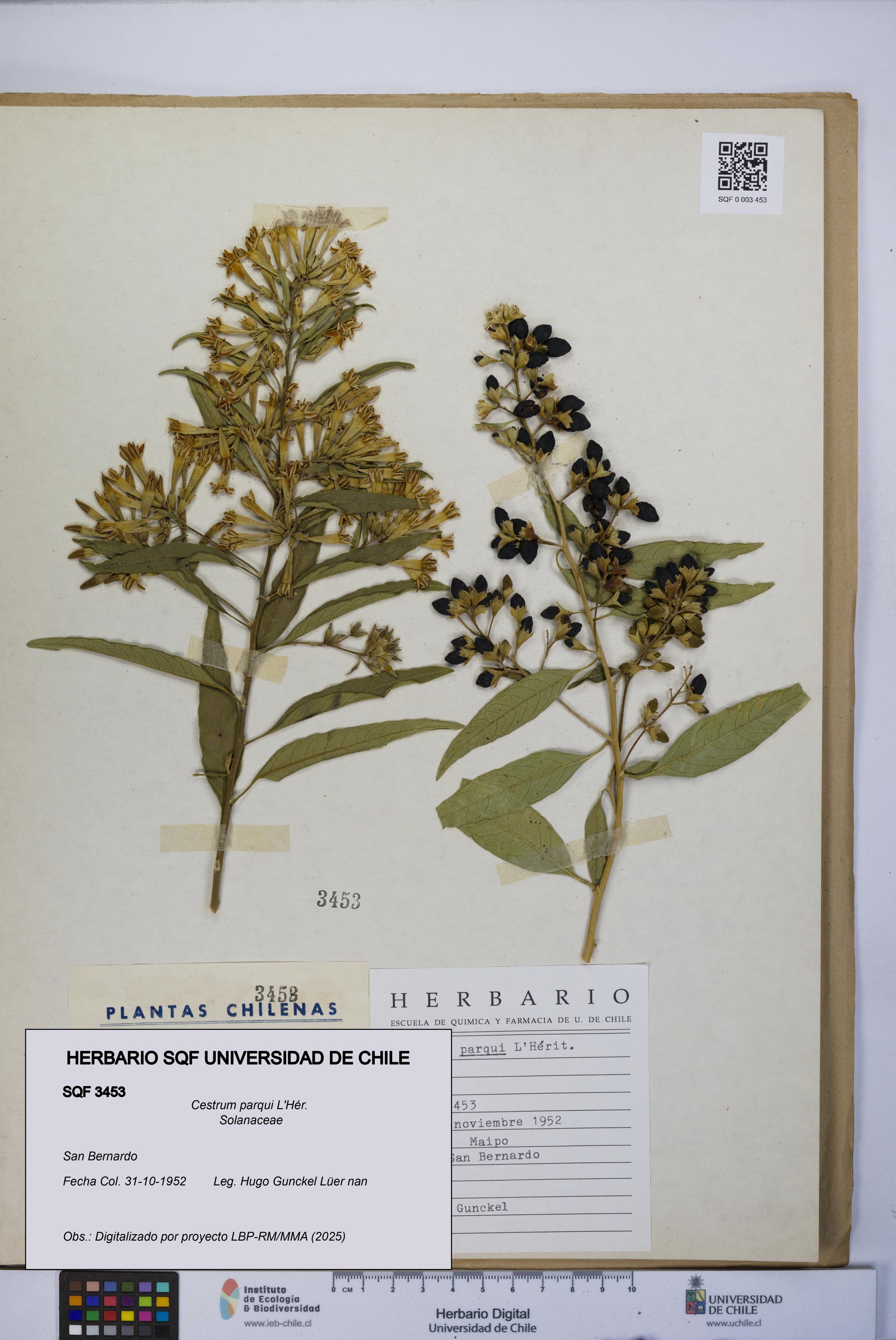 Cestrum parqui [Espécimen: UCH:SQF:0003453]