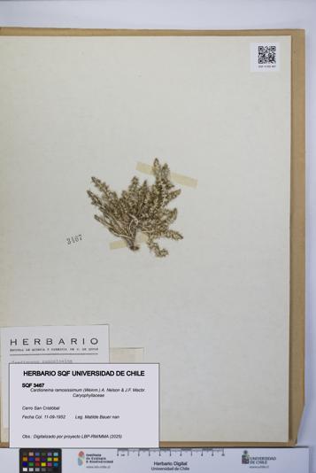 Cardionema ramosissimum [Espécimen: UCH:SQF:0003467]