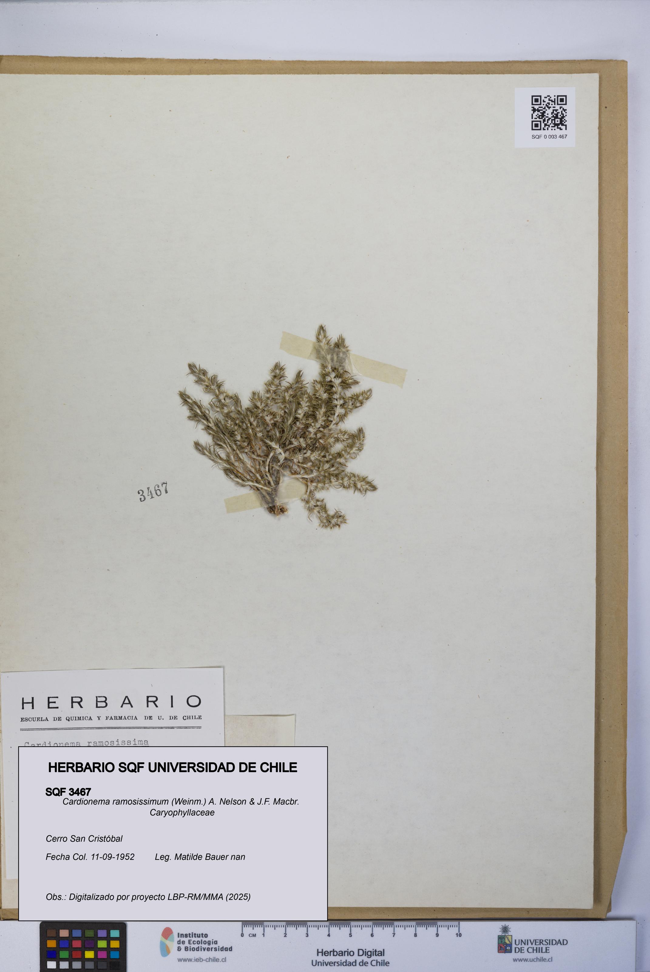 Cardionema ramosissimum [Espécimen: UCH:SQF:0003467]