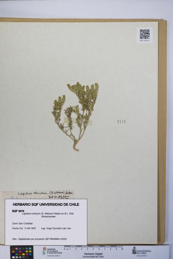 Lepidium strictum [Espécimen: UCH:SQF:0003474]