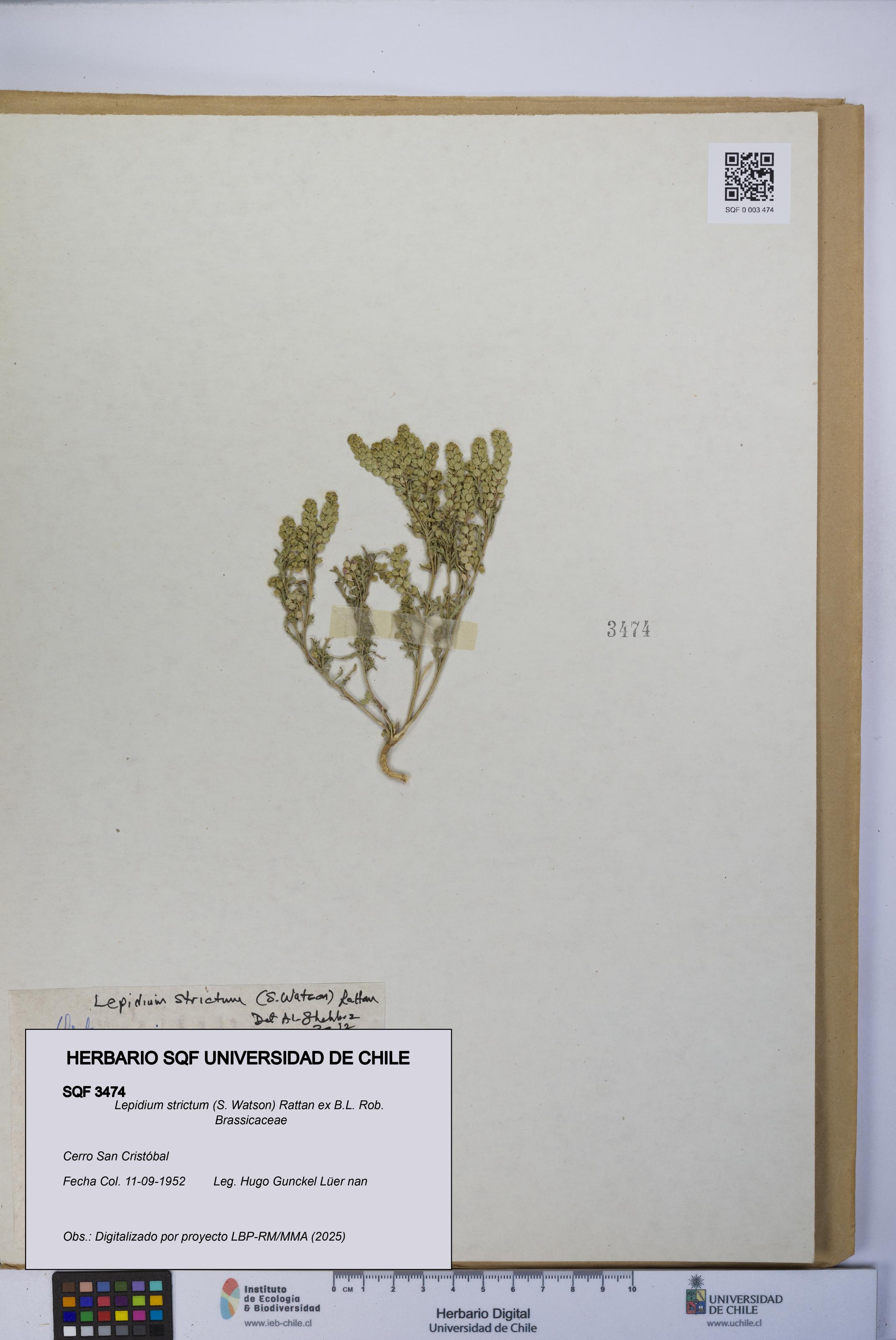 Lepidium strictum [Espécimen: UCH:SQF:0003474]