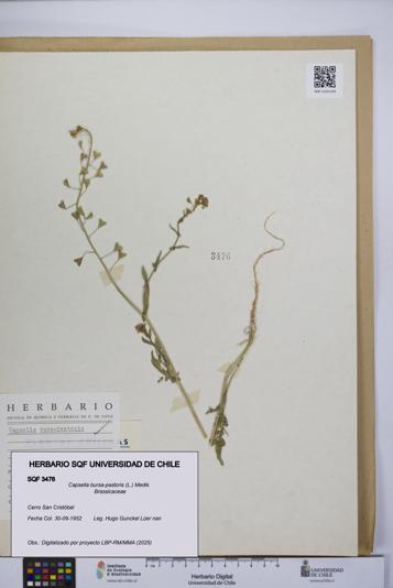 Capsella bursa-pastoris [Espécimen: UCH:SQF:0003476]