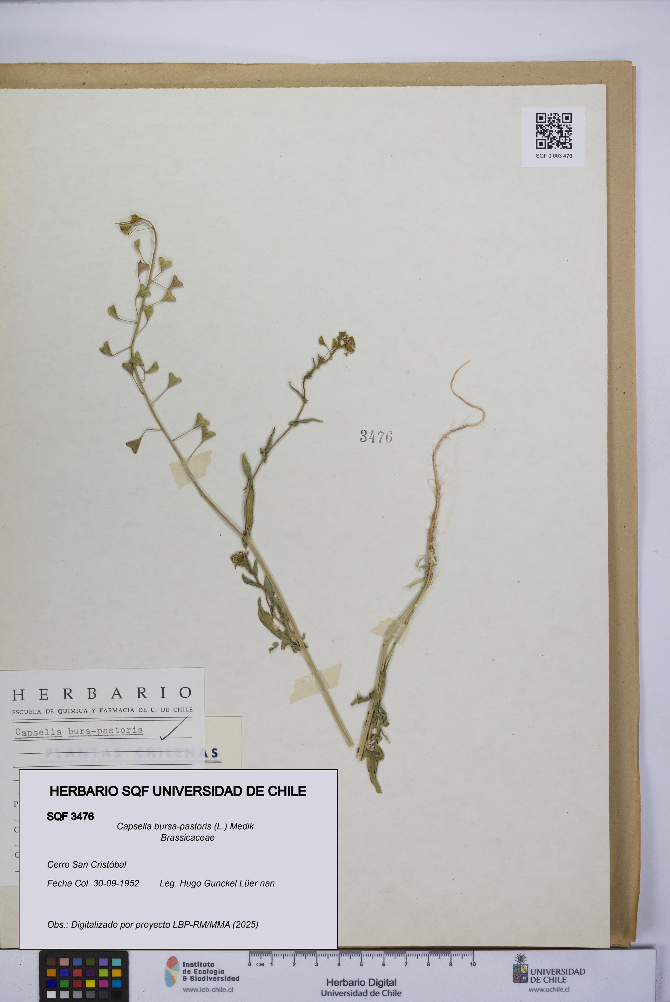 Capsella bursa-pastoris [Espécimen: UCH:SQF:0003476]
