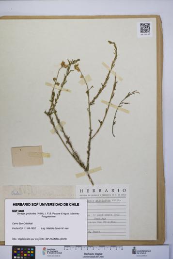 Senega gnidioides [Espécimen: UCH:SQF:0003487]