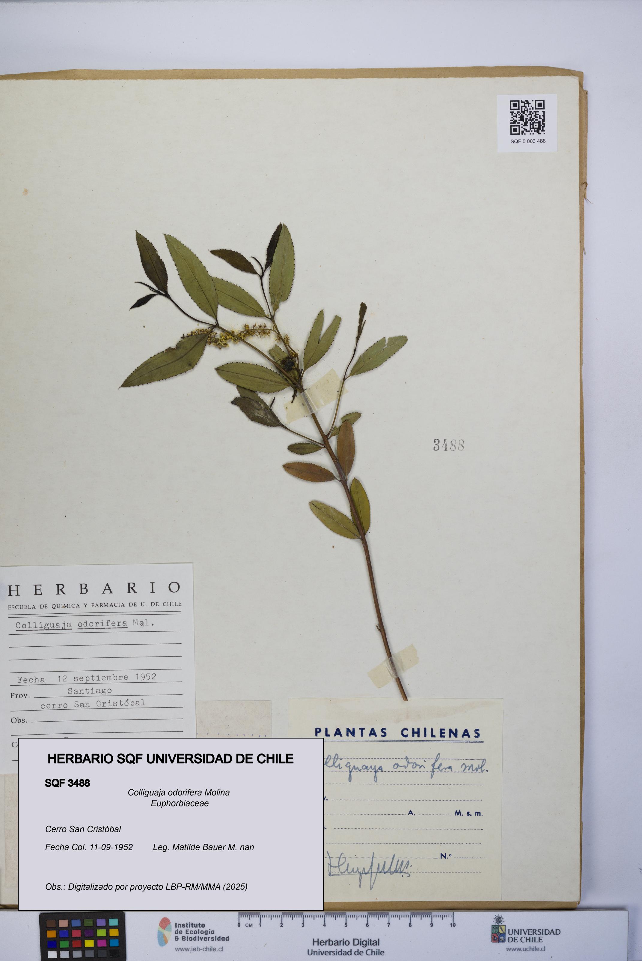 Colliguaja odorifera [Espécimen: UCH:SQF:0003488]