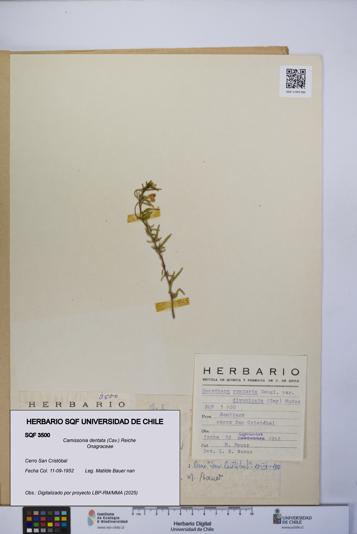 Camissonia dentata [Espécimen: UCH:SQF:0003500]