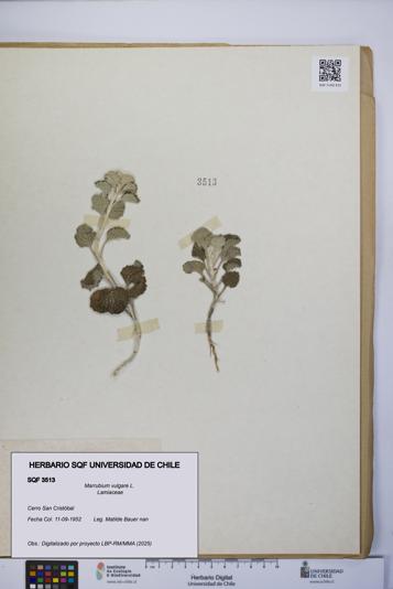 Marrubium vulgare [Espécimen: UCH:SQF:0003513]